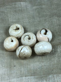 12 Conch Shell Beads from Nepal/Tibet
