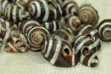 Moroccan Zebra Shell