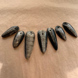 Orthoceras Fossil, Drilled