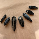 Orthoceras Fossil, Drilled