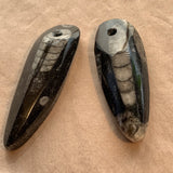 Orthoceras Fossil, Drilled