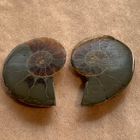 Ammonite Fossil Cabs, Matching Pair