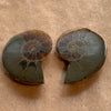 Ammonite Fossil Cabs, Matching Pair