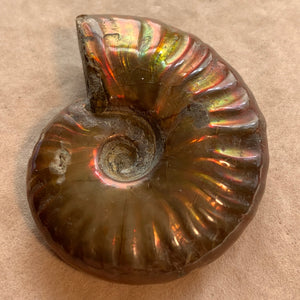 Ammonite Fossil, Iridescent