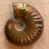 Ammonite Fossil, Iridescent