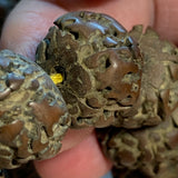 Antique 16mm Carved Fruit Pit Mala