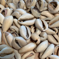 Bag of 20 Cowrie Shell Beads