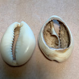 Bag of 20 Cowrie Shell Beads
