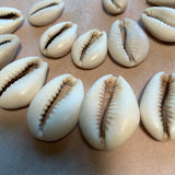 Bag of 20 Cowrie Shell Beads