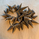 Brown Seashell Pendants, Burkina Faso