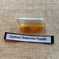 Australian Opalised Fossil