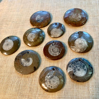 Ammonite Fossil Pendants
