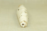 Large Tribal Conch/Chank Shell Bead from Nagaland