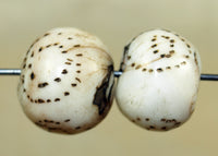 Pair of Traditional Patterned Conch Shell Beads from Nagaland