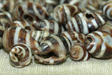Moroccan Zebra Shell