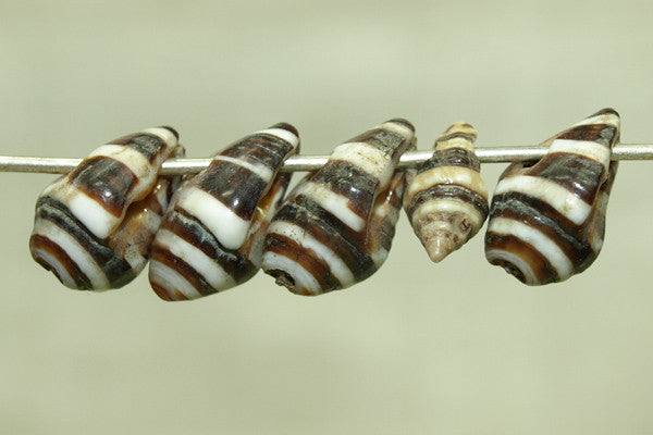 Moroccan Zebra Shell | Beadparadise.com