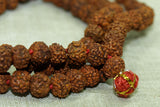 Strand of Rudraksha Seed Beads,  India
