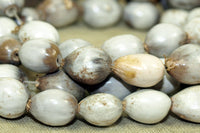 Strand of Job's Tears, Seeds, Kenya