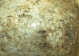 Large Ancient Greenish Fossilized Coral Bead from Indonesia; Lou Zeldis Studio